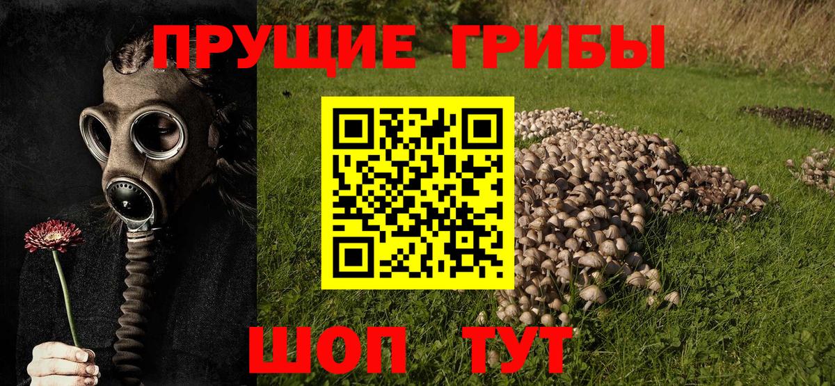 Галлюциногенные грибы Psilocybine cubensis Новоалександровск